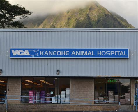 Vca kaneohe - VCA Kaneohe Animal Hospital Location 45-608 Kamehameha Highway Kaneohe, HI 96744. Hours & Info Days Hours; Mon - Fri: 7:00 am - 7:00 pm: Sat - Sun: 7:00 am - 5:00 pm: See more hours. VCA ANIMAL HOSPITALS About Us; Contact Us; Find A Hospital; Location Directory; Press Center; Social Responsibility ...